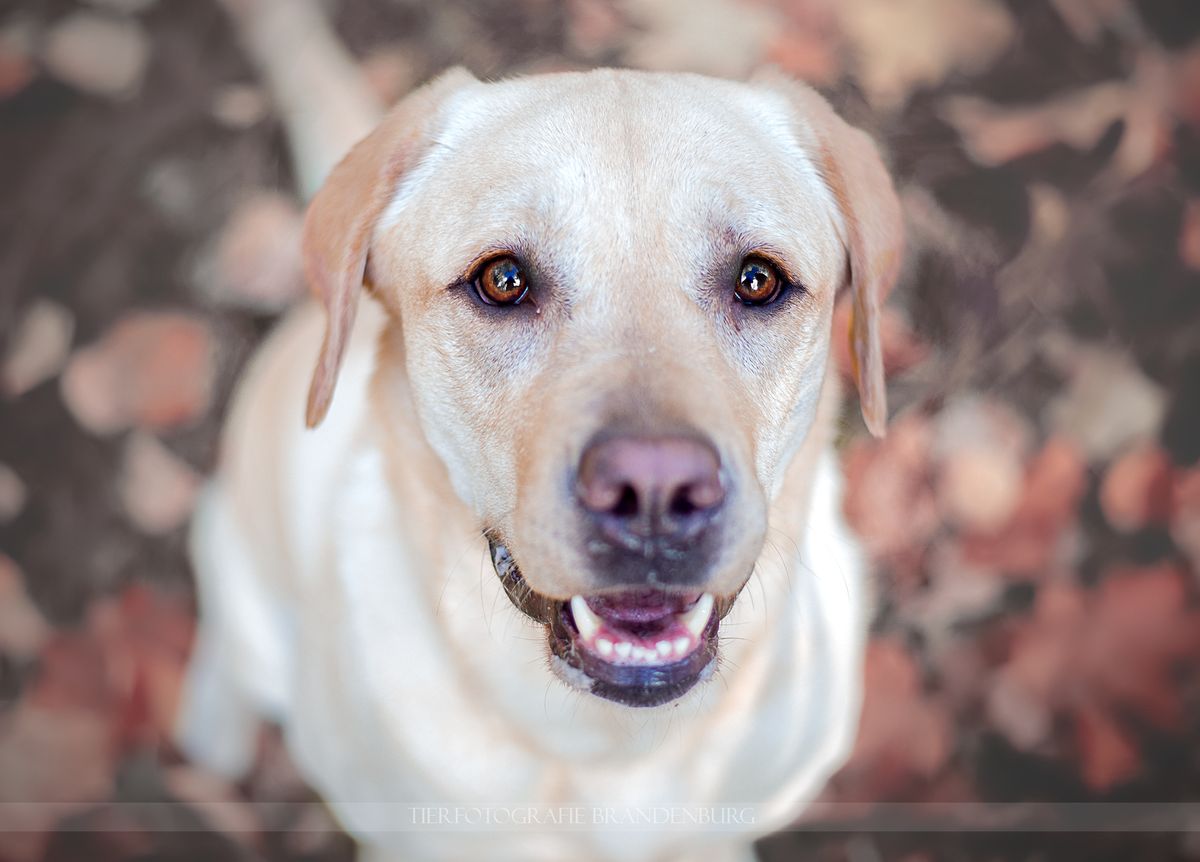 Tierfotografie Brandenburg Hunde