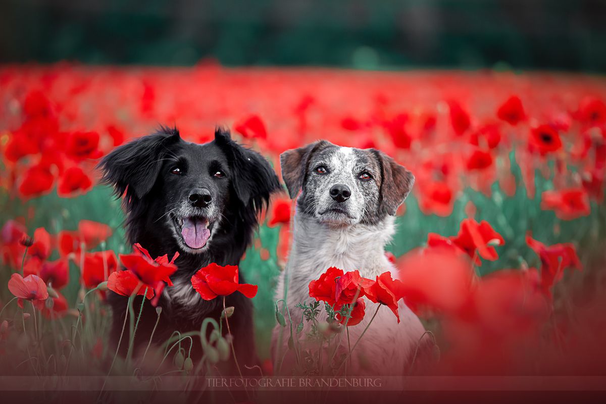Tierfotografie Brandenburg Hunde